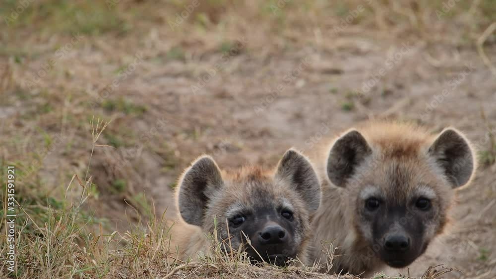 Spotted hyena cubs huddled at den entrance. Spotted hyena cubs huddled at den entrance.