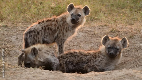 Three spotted hyena siblings near den entrance. Sleepy cub falls asleep. photo