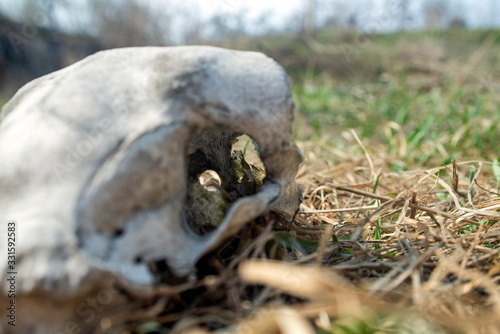 The skull of an old dog in the open air. The background and foreground are blurred. © Омурали Тойчиев