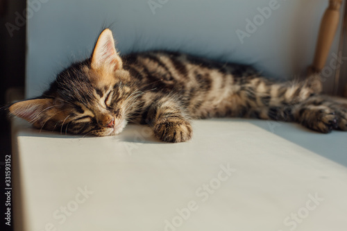 Cute charcoal bengal kitty cat laying windowsill and sleeping.