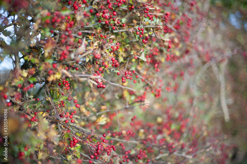 focused red berries on bush