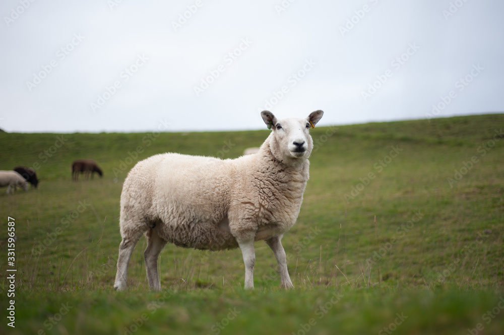 Fototapeta premium sheep in a field