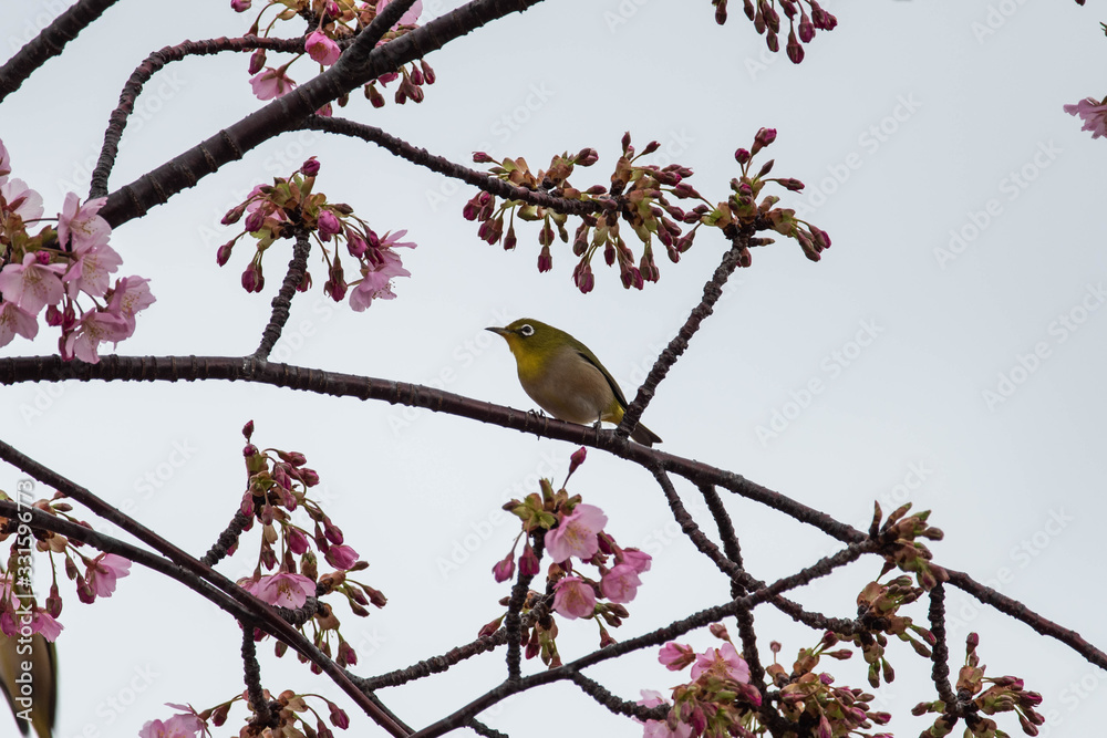 メジロと桜