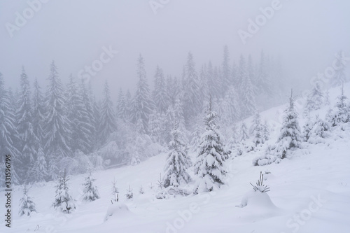 Winter snow-covered trees © Konstantin Maslak