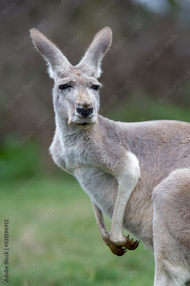 Fototapeta premium kangaroo