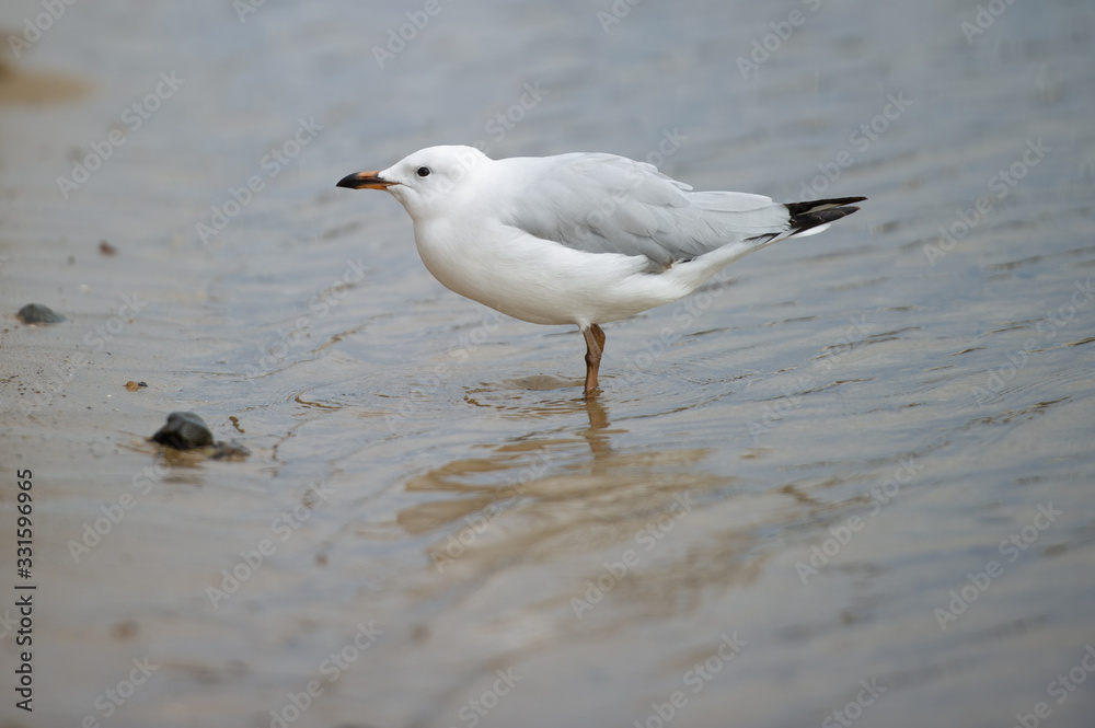 Obraz premium Seagull standing in water
