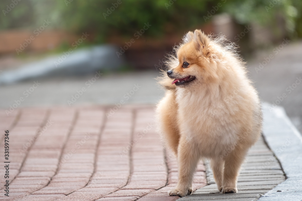 Little german spitz dog with beautiful blur.