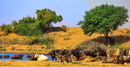 Indian cow group,Buffalo's group.Indian animals near to river,cow and Buffalo group