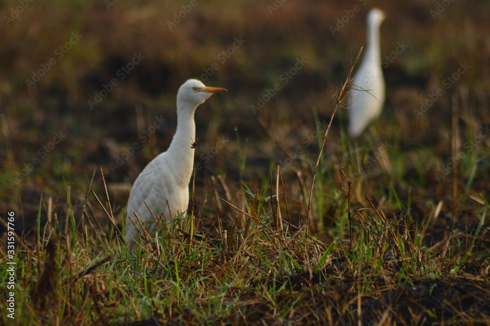 Bird,Bird on field,wallpaper,Heron,paddy field Bird,Bird on field,wallpaper,Heron,paddy field