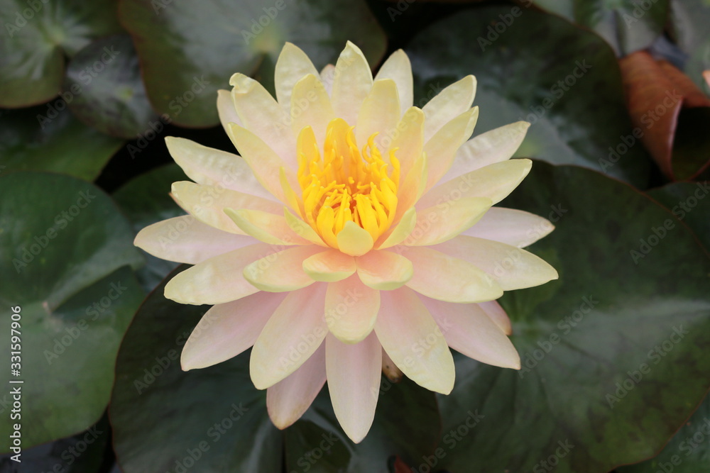 Light yellow lotus flower with lotus leaf as the background