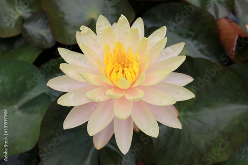 Light yellow lotus flower with lotus leaf as the background