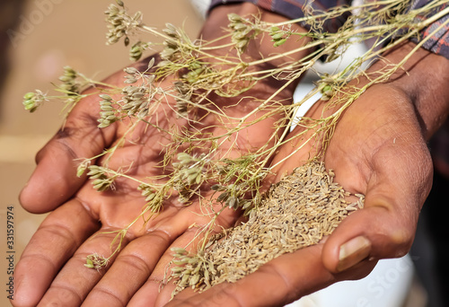 Fotografi cumin seed and cumin plants on hands,zira, cumin: plant and cumin seeds