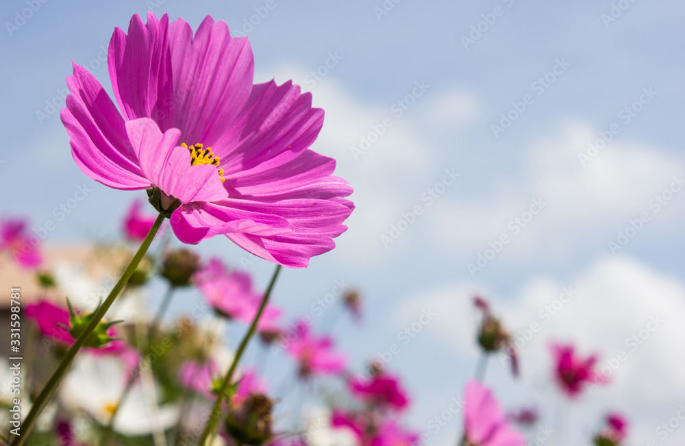 Pink flower garden