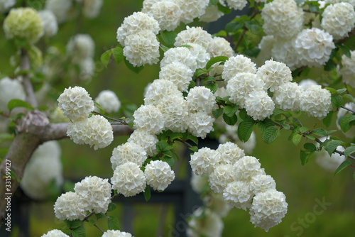 White flowers of Japanese Snowball