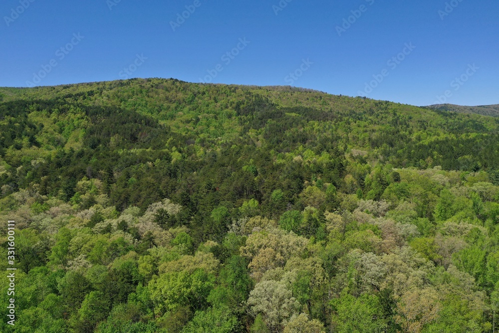 Beautiful lush green trees in the spring in the Upstate South Carolina Mountains Beautiful lush green trees in the spring in the Upstate South Carolina Mountains