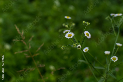 white Erigeron annuus flowers in natural environment