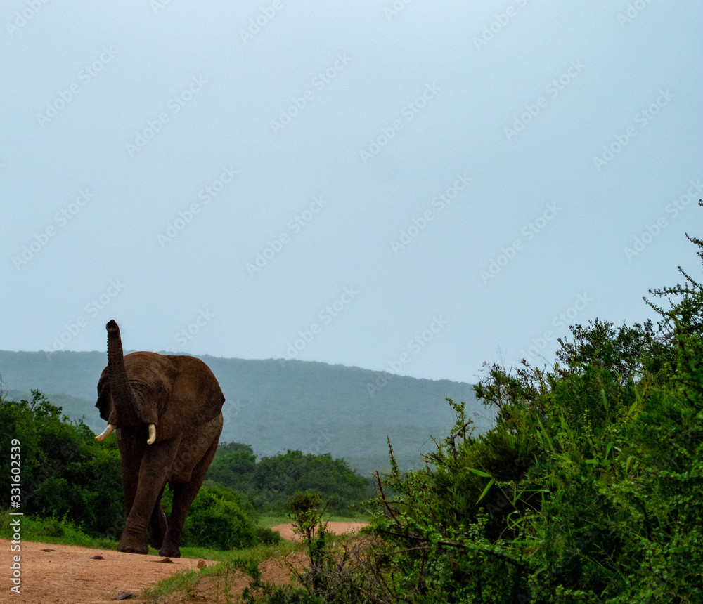 Fototapeta premium Elephant Rolling in the mud at Addo Elephant national Park