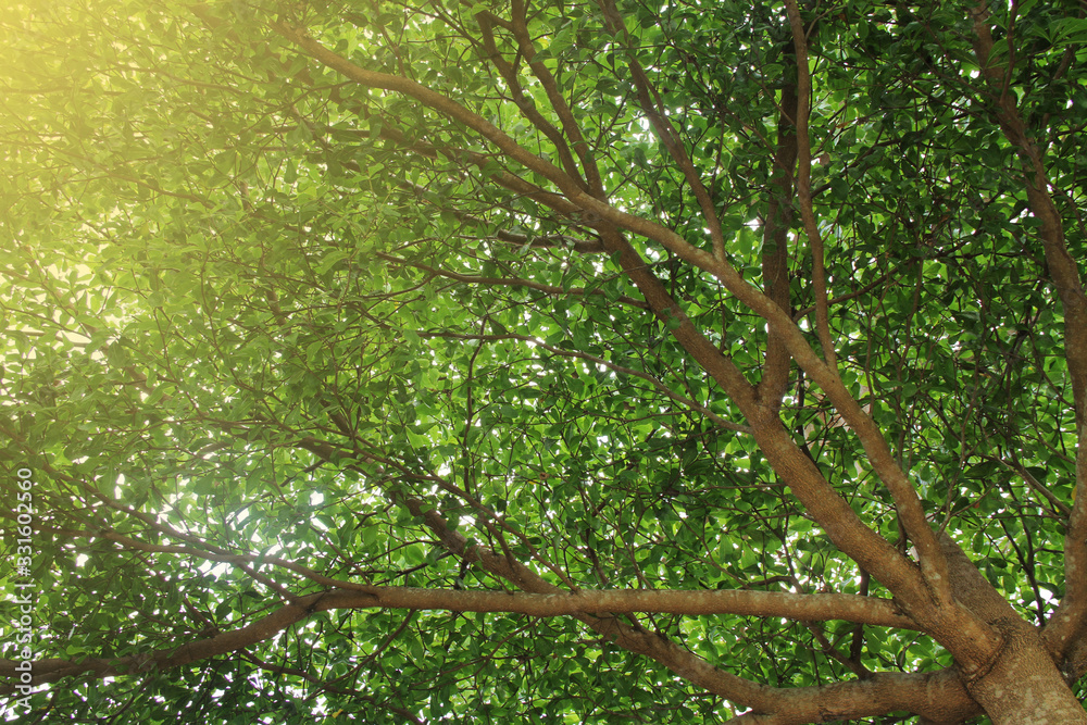 Obraz premium close up of tree branch with leaves and a lights leak