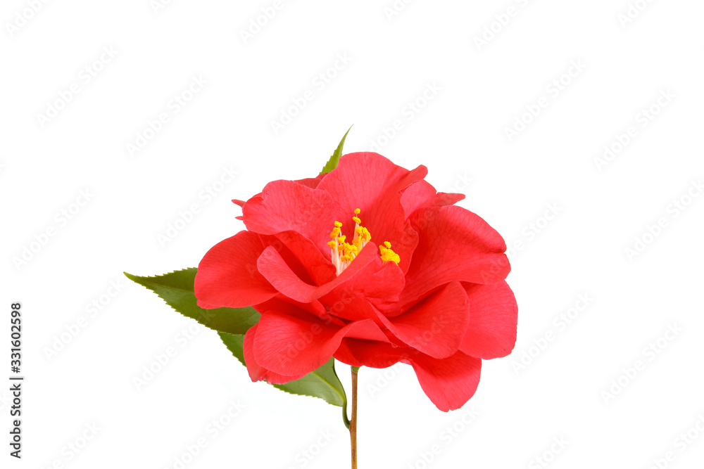 red flower of camellia isolated on a white background. floral ornament. design element red flower of camellia isolated on a white background. floral ornament. design element