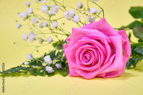 Pink rose with a leaf of green fern and a hypsophila Bush on a yellow background  place for text.