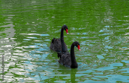 Black goose swim in lake photo