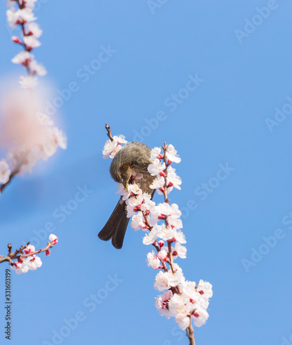 満開の杏の花と可愛いヒヨドリ