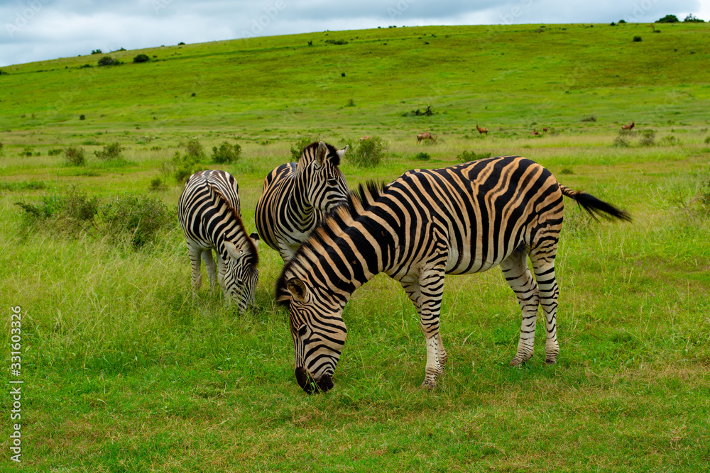 Zebra at Addo Elephant National Park Zebra at Addo Elephant National Park