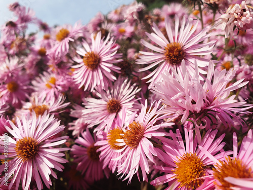 Bush of light pink flowers Symphyotrichum on an autumn day.