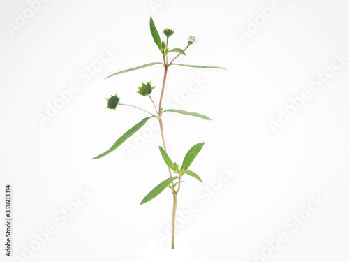 false daisy or eclipta prostrata with leaf use as ingredient in hair shampoo or cosmetics product and medicine herb is a natural extract use for health care concept.