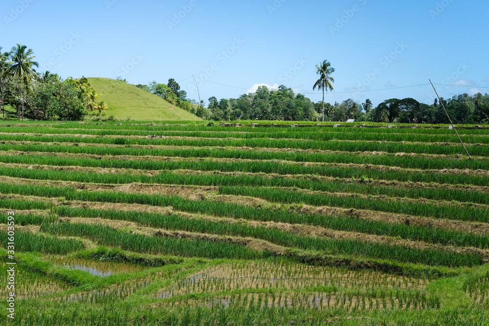 Reisfelder und Natur