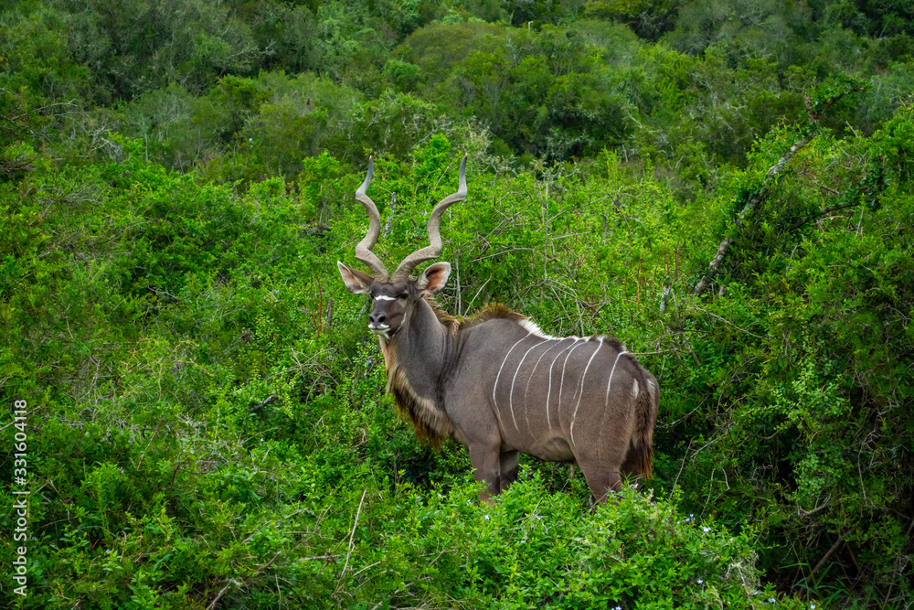 Kudu Grazing At Addo Elephant National Park Kudu Grazing At Addo Elephant National Park