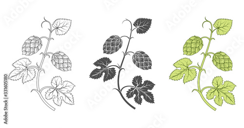Hops plant decoration elements. Branches with leaves and hop cones. Vector illustration.