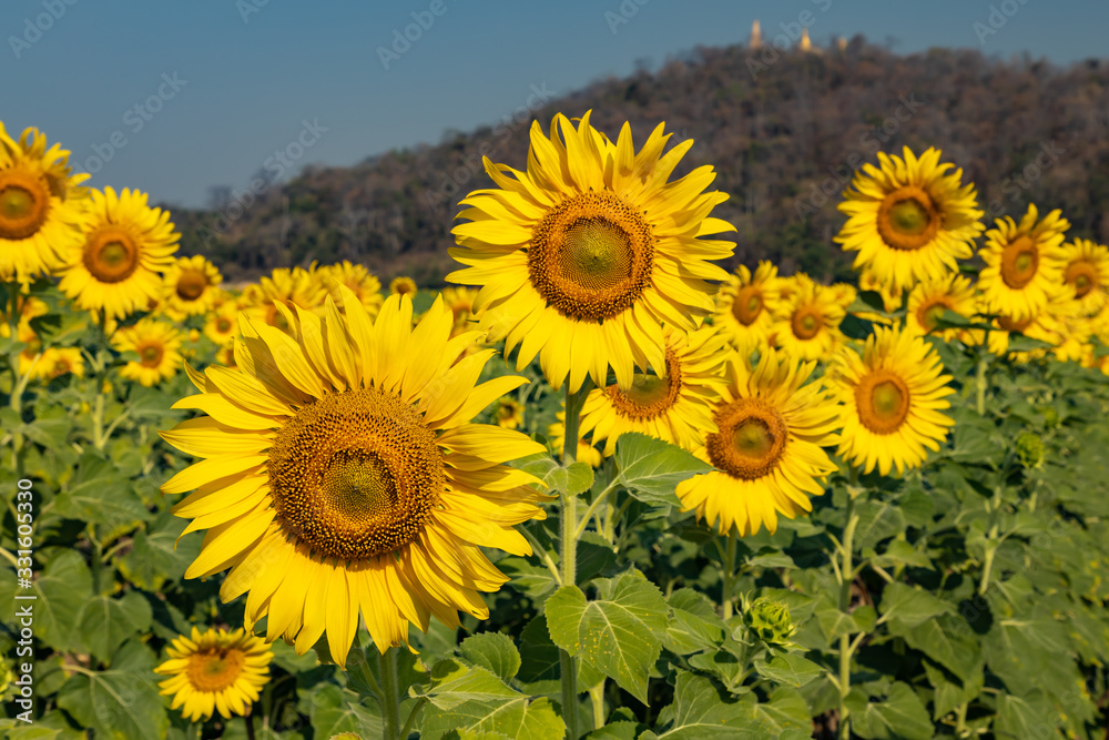 Fototapeta premium sunflowers in the field