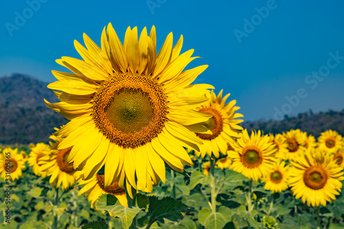 sunflower in the field