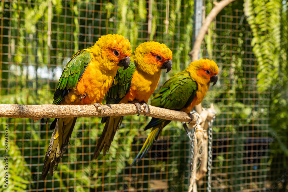 Obraz premium Beautiful parakeet