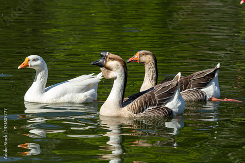 três patos nadando na lagoa