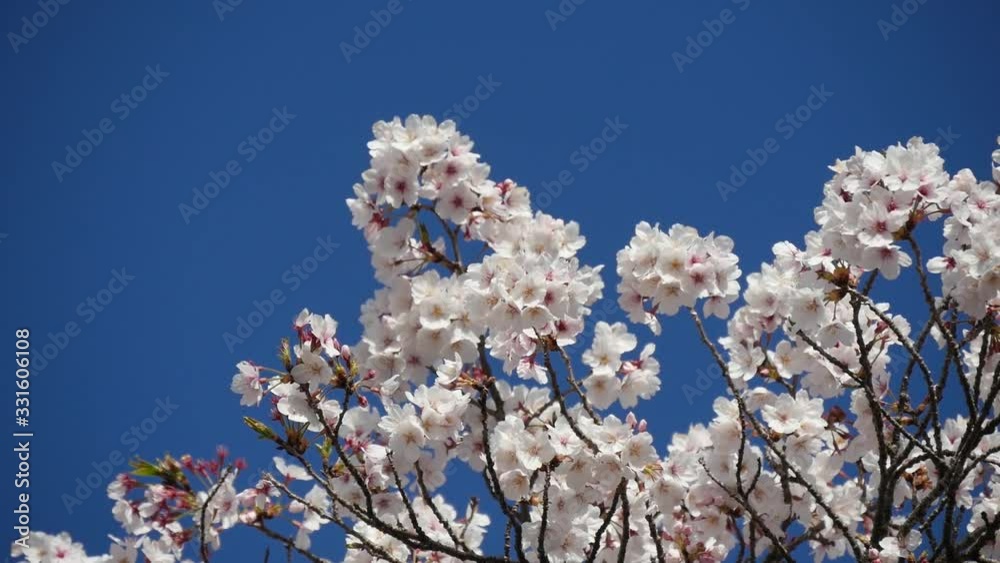 桜と青空 Cherry blossoms and blue sky 桜と青空 Cherry blossoms and blue sky