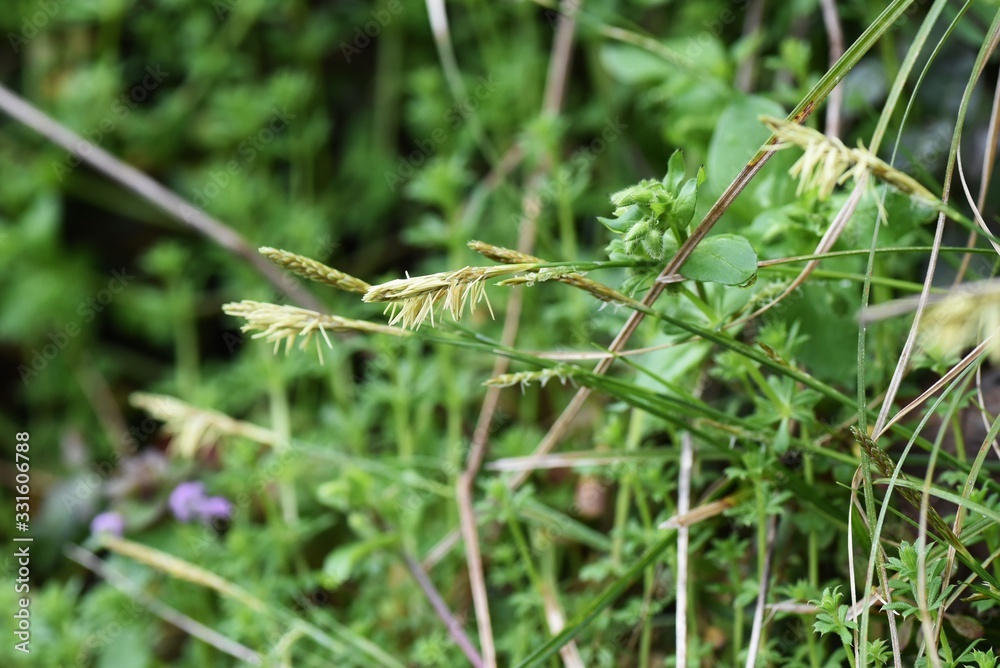 Carex morrowii is an evergreen perennial that grows on rocky and damp slopes in the mountains.