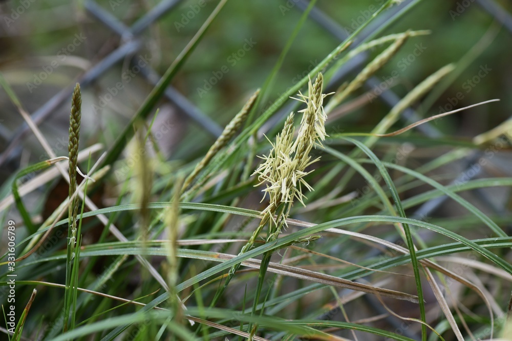 Carex morrowii is an evergreen perennial that grows on rocky and damp slopes in the mountains. Carex morrowii is an evergreen perennial that grows on rocky and damp slopes in the mountains.