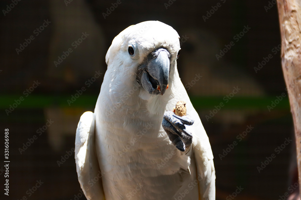 Naklejka premium head of a cockatoo