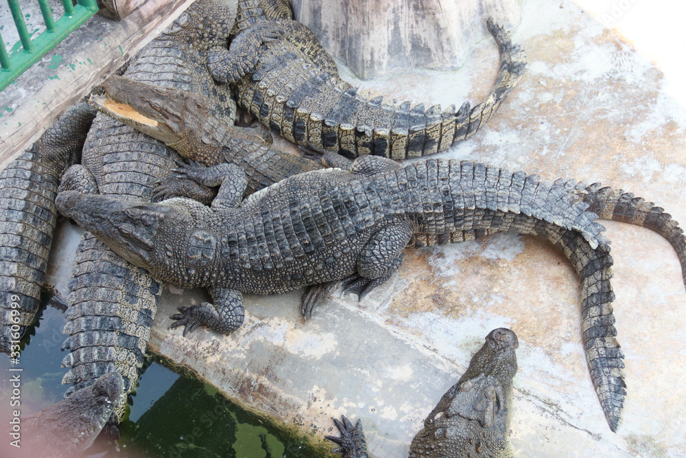 crocodile crocodile