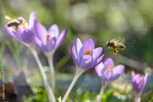 Biene seitlich von rechts im Anflug auf Elfen- Krokus photo