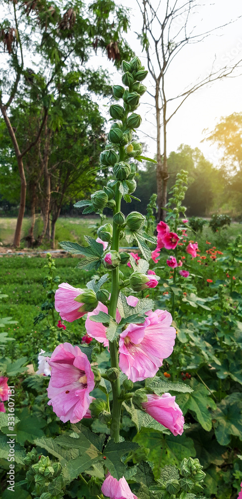  Hollyhocks flower in a garden.