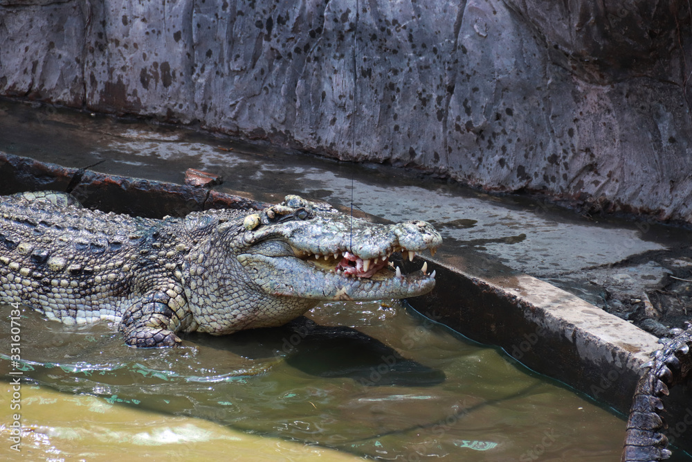crocodile in water crocodile in water