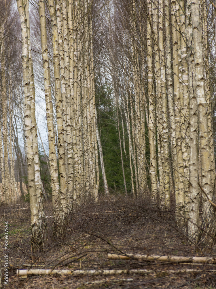 landscape with fragments of birch trunks on a blurred background landscape with fragments of birch trunks on a blurred background