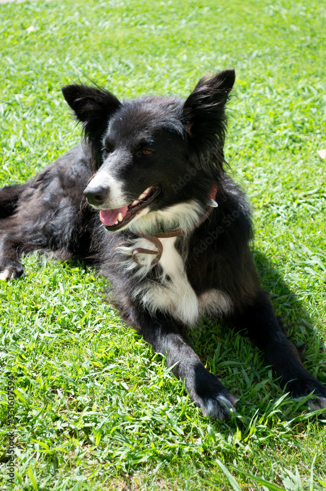 A black and white sheepdog lying on green grass