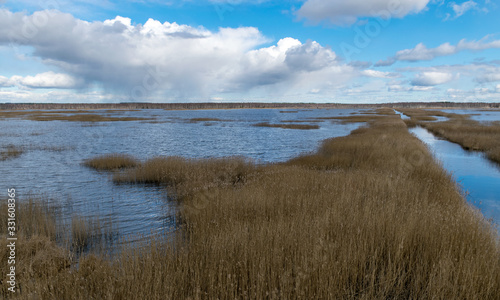 view from tower to bog lake  many reeds