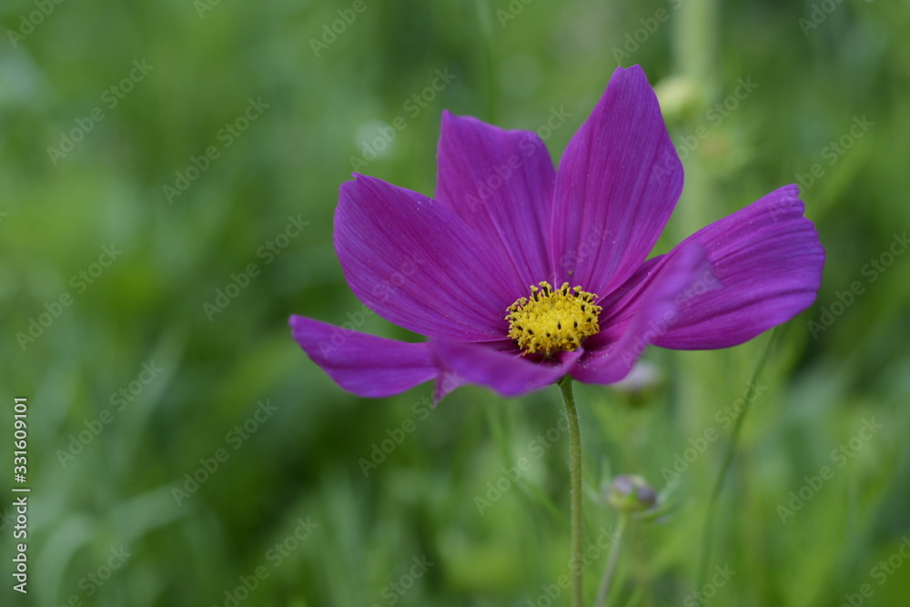 fleur dans le jardin