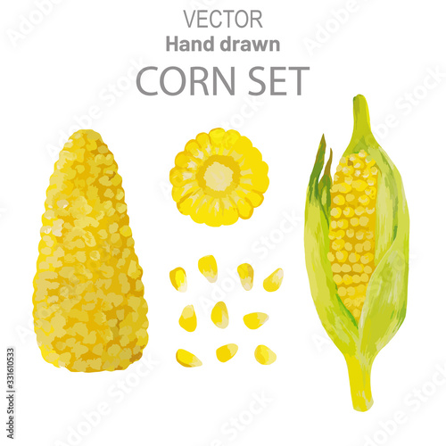 Peeled ears of yellow maize, ears of corn in a green peel, grains of corn separately, a sliced circle of vegetable corn. Hand drawn vector corn set isolated on white. Collection of parts of sweet 