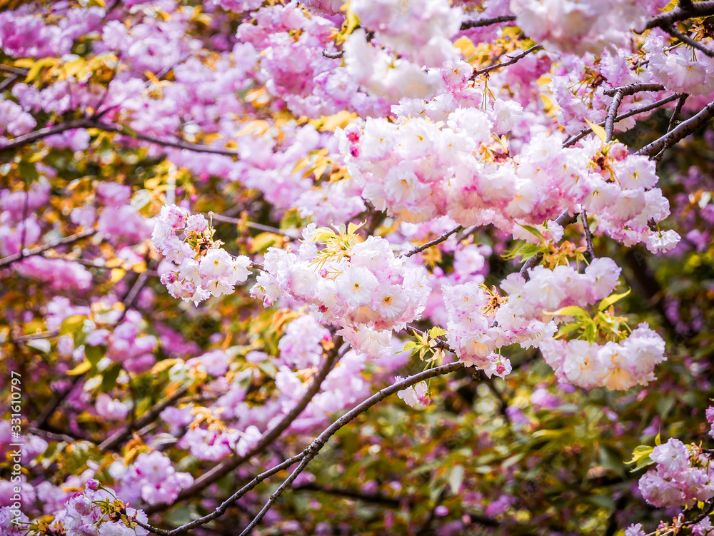 This time is the cherry sakura blossom season at Wuhan Donghu Sakura Garden,Wuhan,China This time is the cherry sakura blossom season at Wuhan Donghu Sakura Garden,Wuhan,China